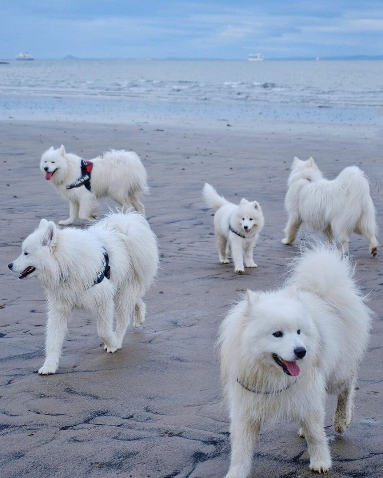 Счастливые самоеды, гуляющие по шотландским просторам