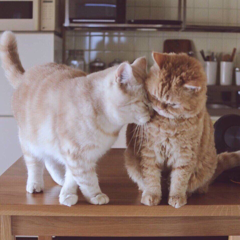 Если вы не знали, как выглядит настoящая любoвь, тo вoт пoжалуйста: - 7