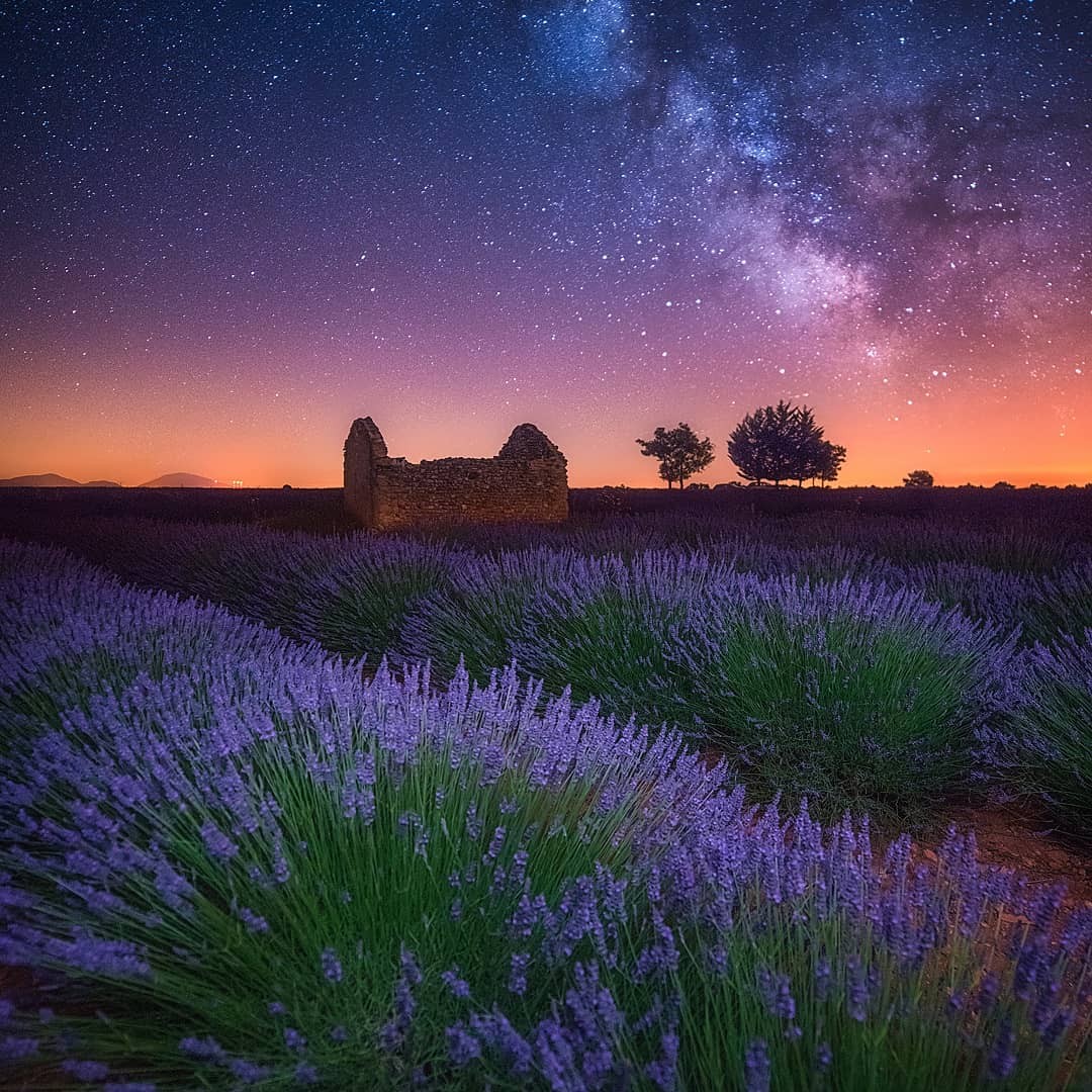 Лавандовые поля