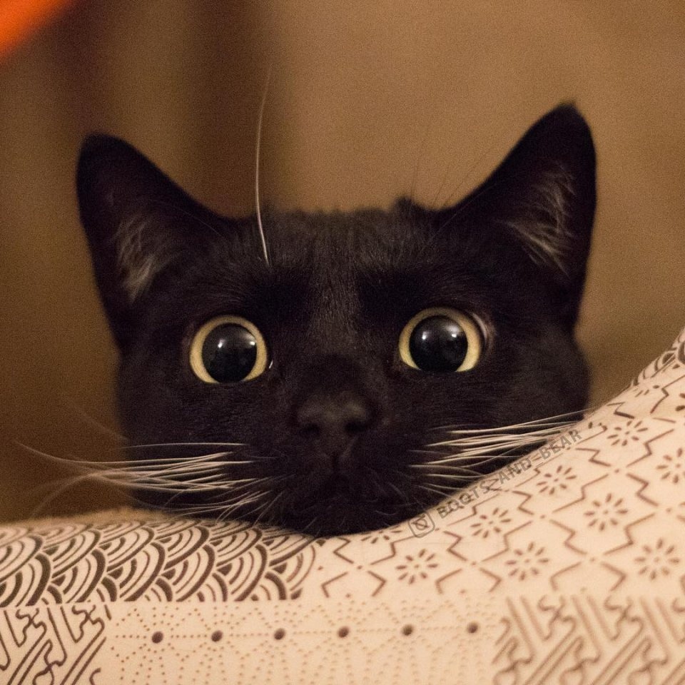 И кто вообще придумал, что черные коты приносят несчатье?
Только радость и только счастье!