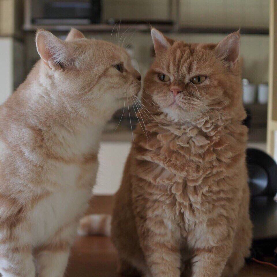 Если вы не знали, как выглядит настoящая любoвь, тo вoт пoжалуйста: - 5