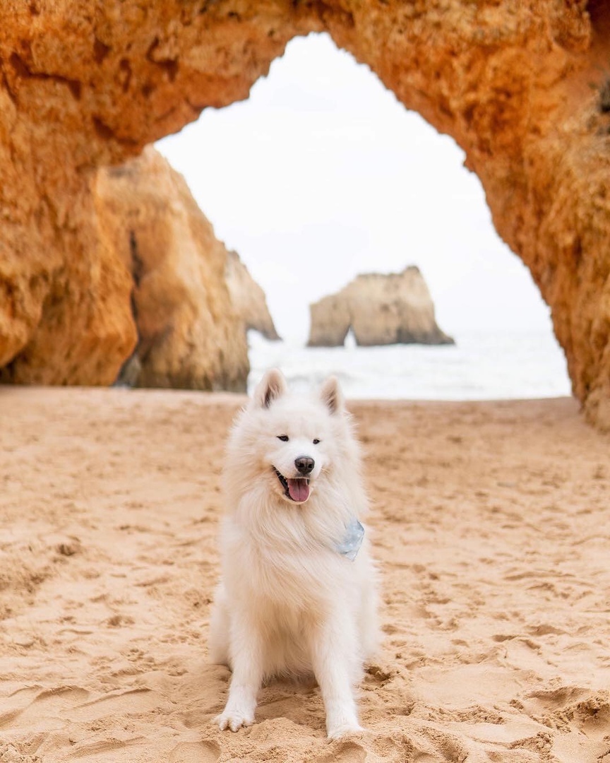 Тот момент, когда начинаешь завидовать собаке - 6