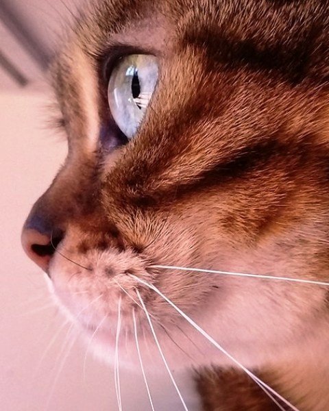 Бенгальская кошечка с глазами чистой воды