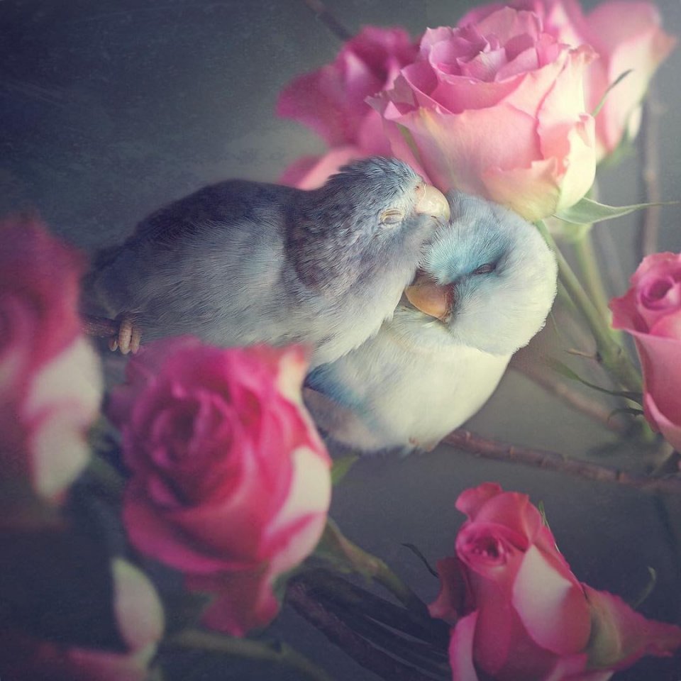 Любите – это красиво... - 6