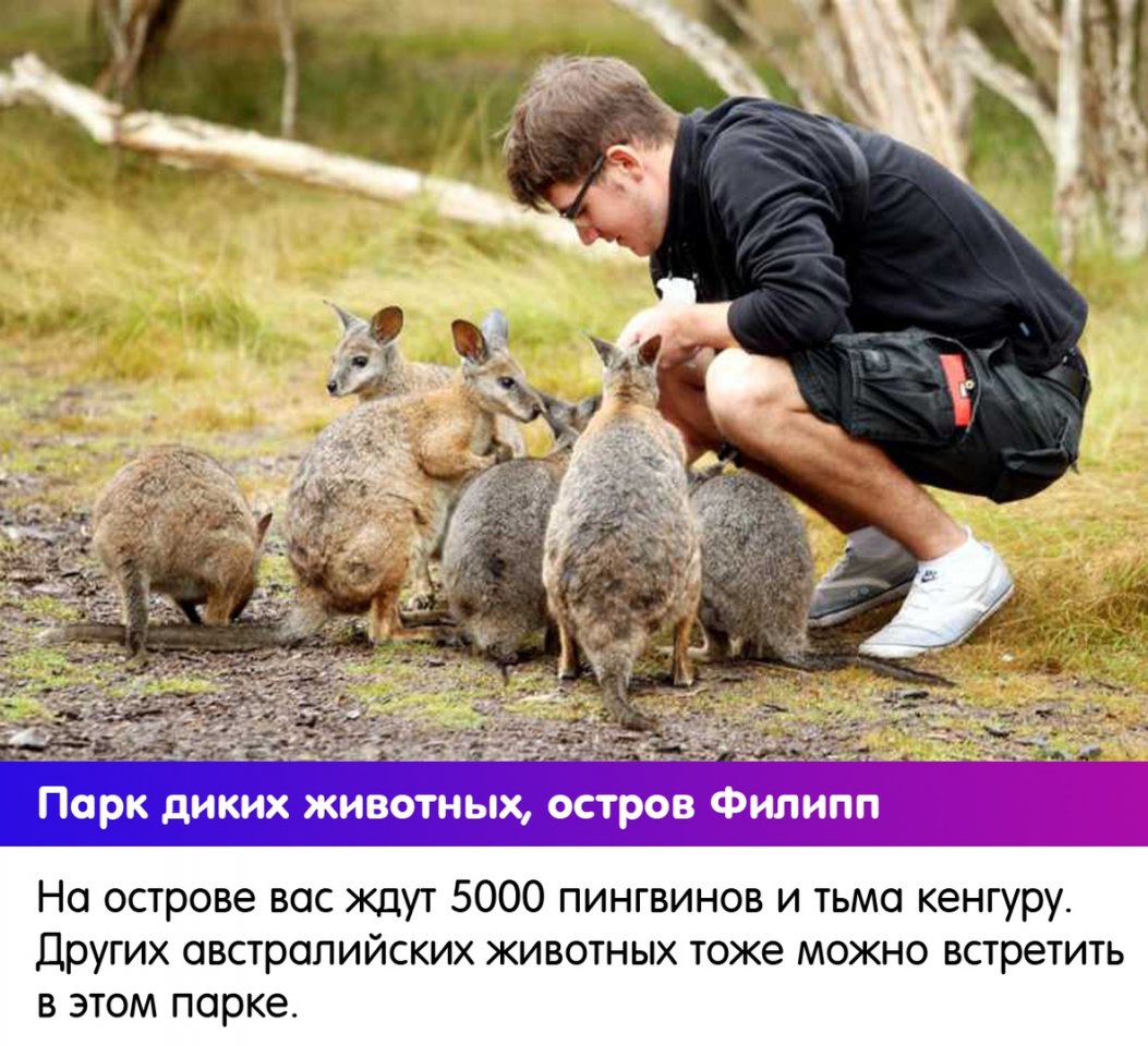 В каждой стране - своя атмосфера, свои голуби - 8