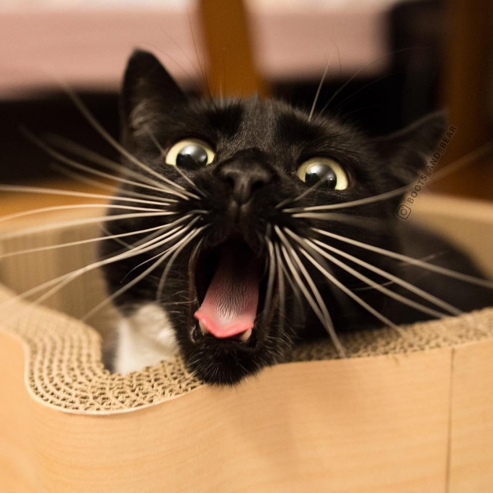 И кто вообще придумал, что черные коты приносят несчатье?
Только радость и только счастье! - 8