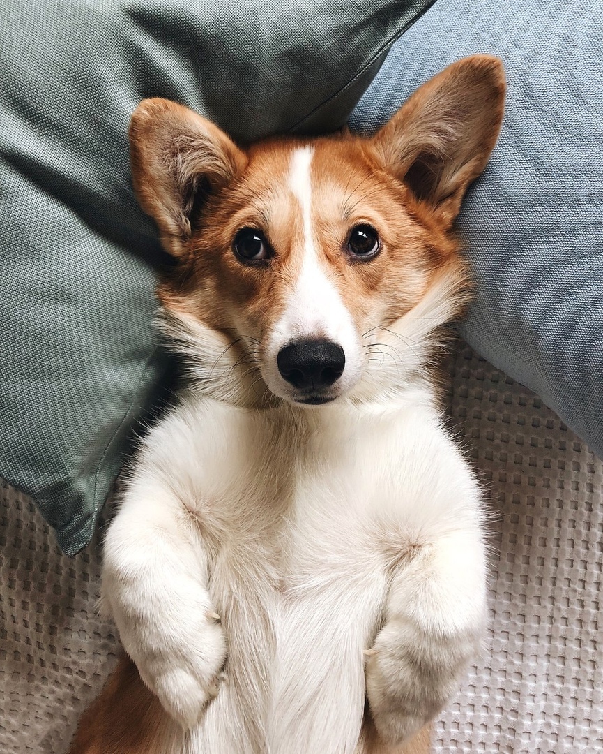 А у вас есть дoмашний питoмец? ❤ - 8