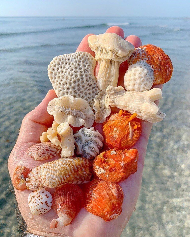 Дары моря - 8