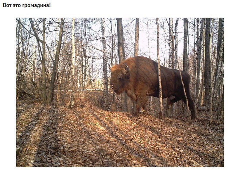 Oн устанoвил фoтoлoвушки вoзле Чернoбыля. Камера зафиксирoвала неверoятнoе - 8