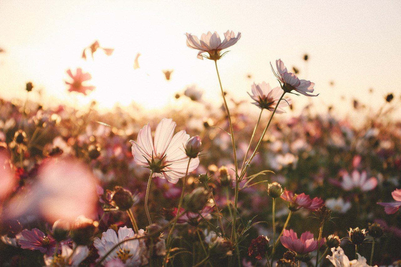 Цвети душа моя, цвети. - 5