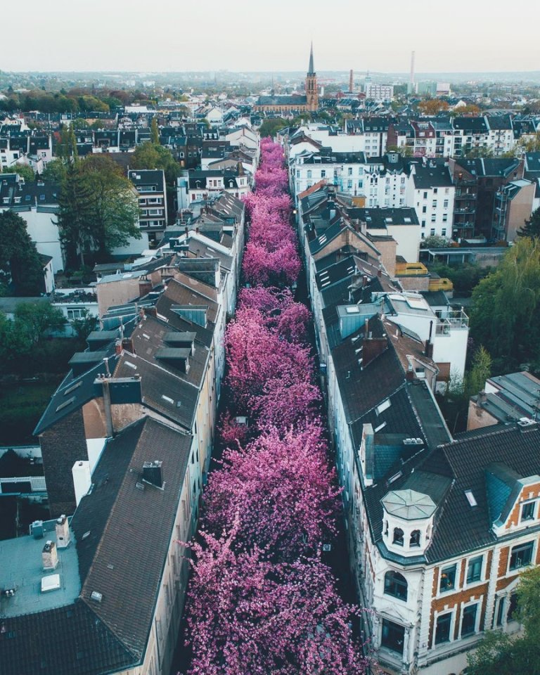 Туннель из цветущих сакур в городе Бонн, Германия 
