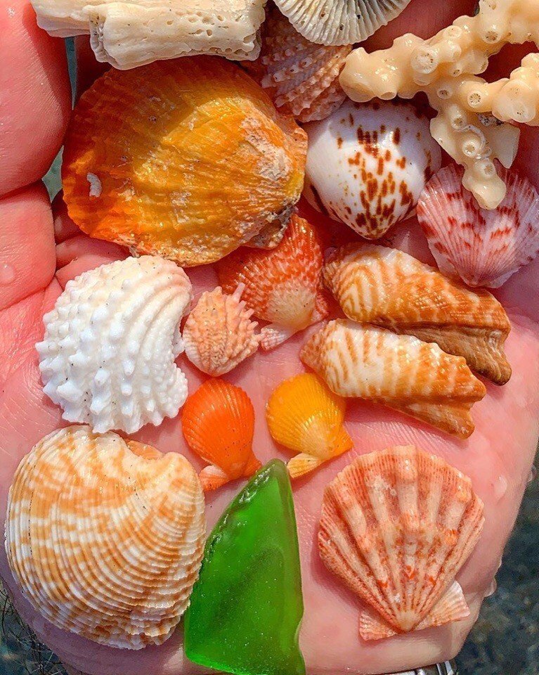 Дары моря - 6