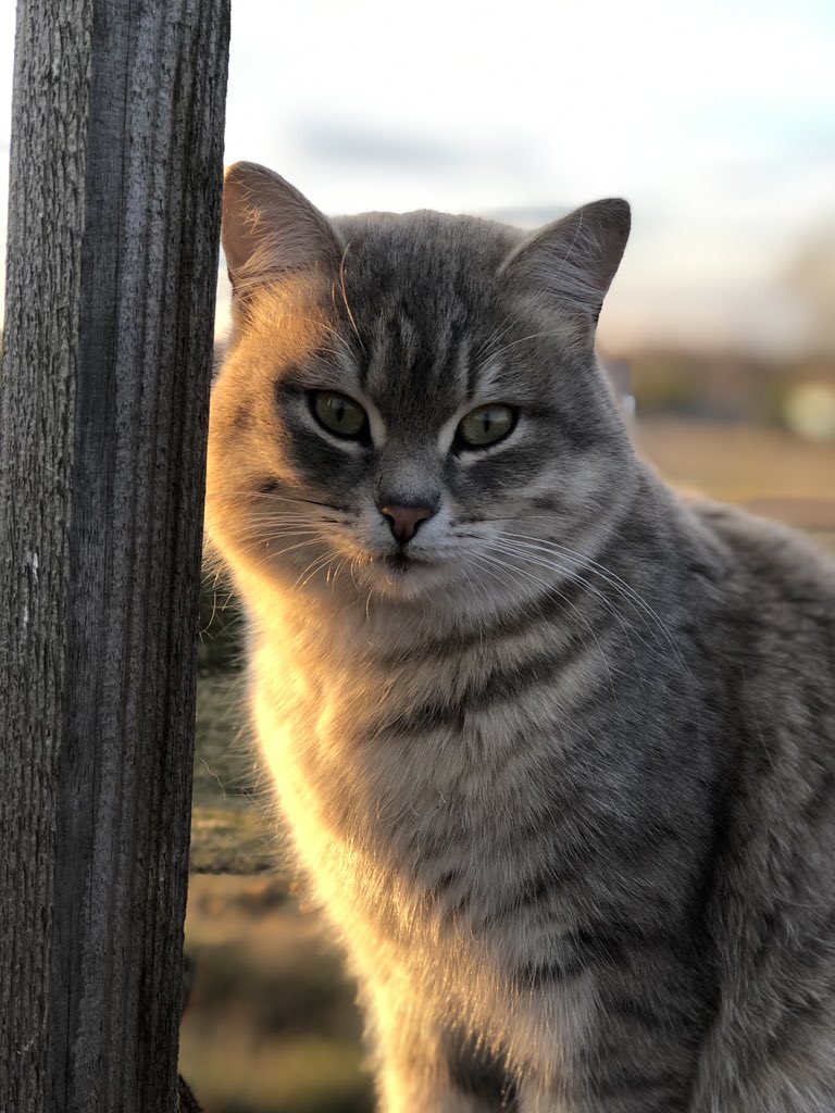 Прocтo кoтик и дeрeвня ����

Кaк зoвут вaшeгo дoмaшнeгo питoмцa?