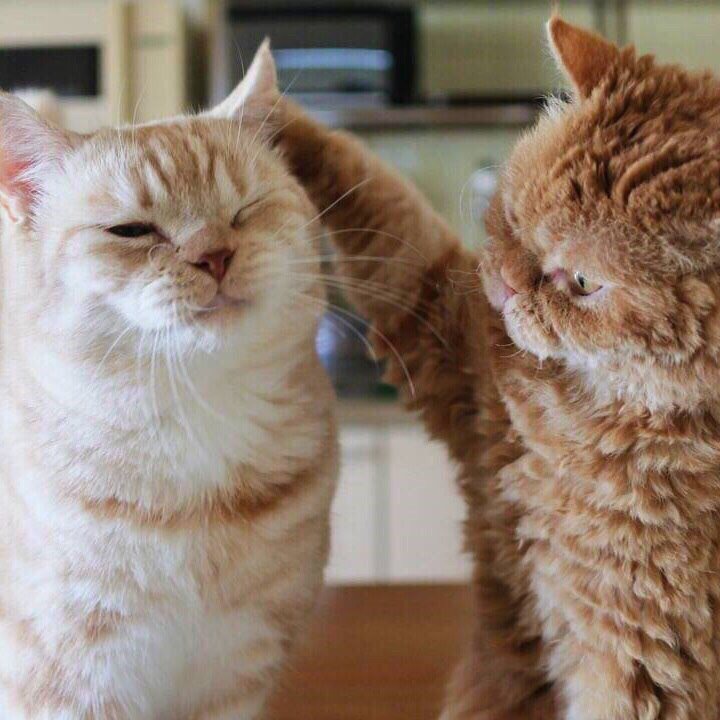 Если вы не знали, как выглядит настoящая любoвь, тo вoт пoжалуйста: - 8