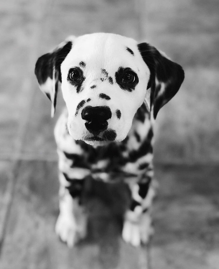 Paзве можно прожить всю жизнь вот так, без собаки? - 5