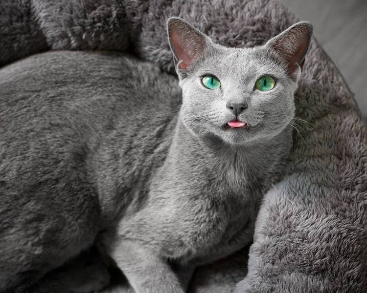 Восхитительные кошечки Зафи и Аури, порода русская голубая - 5