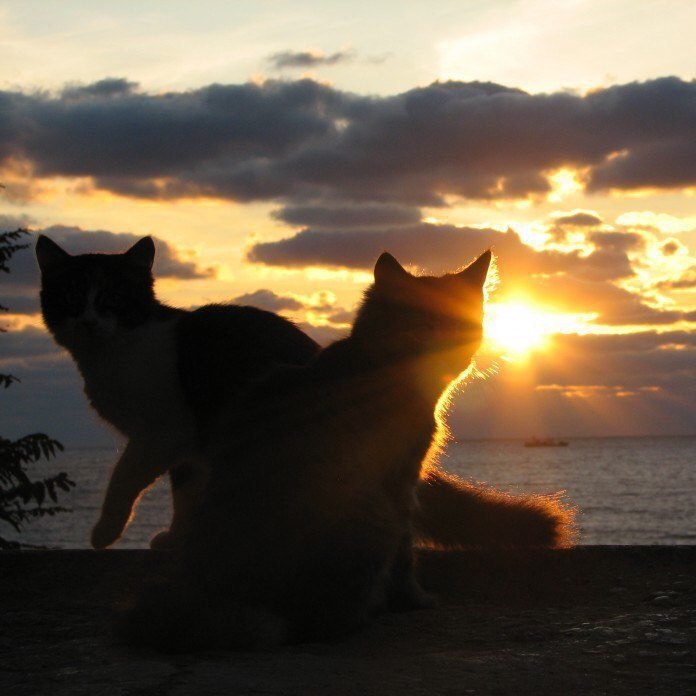 Красота — это вечность, длящаяся мгновение. - 5