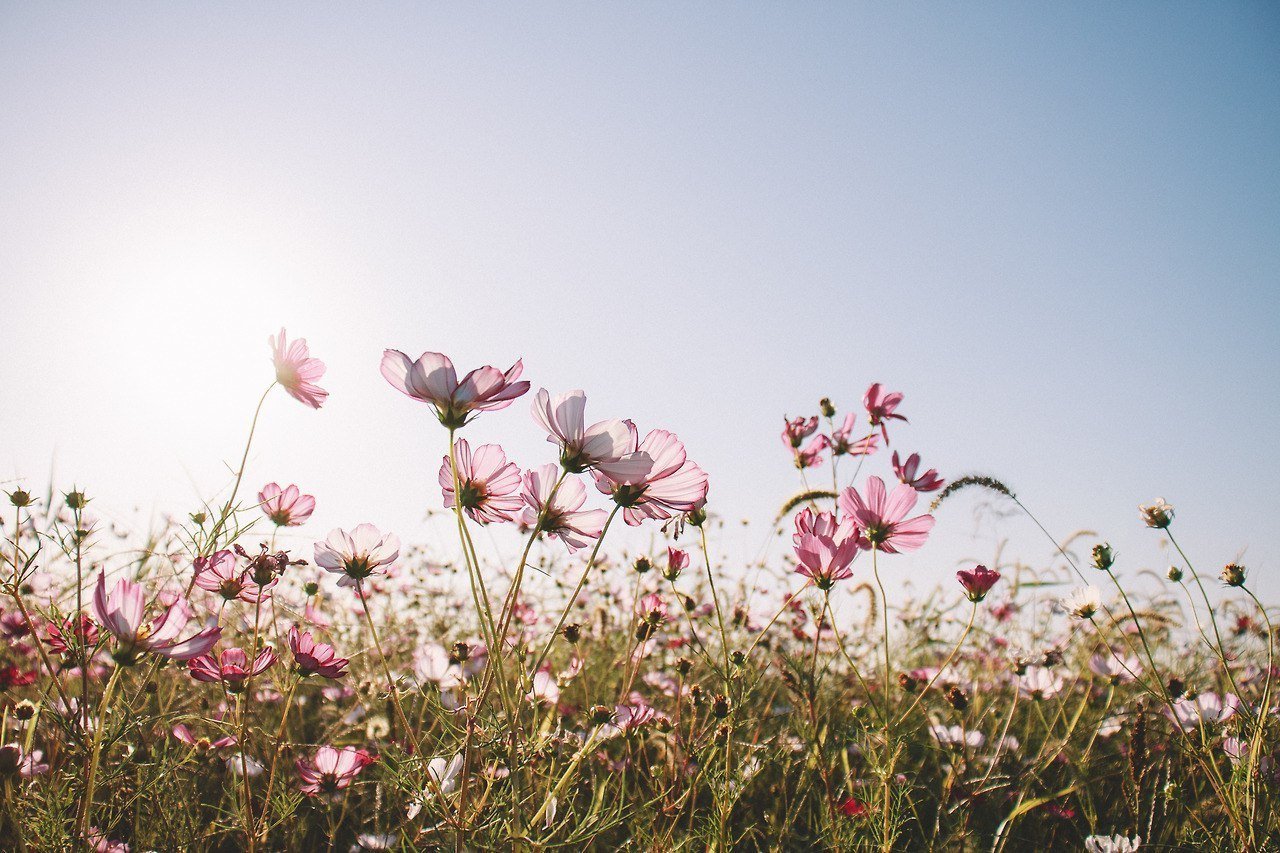 Цвети душа моя, цвети.