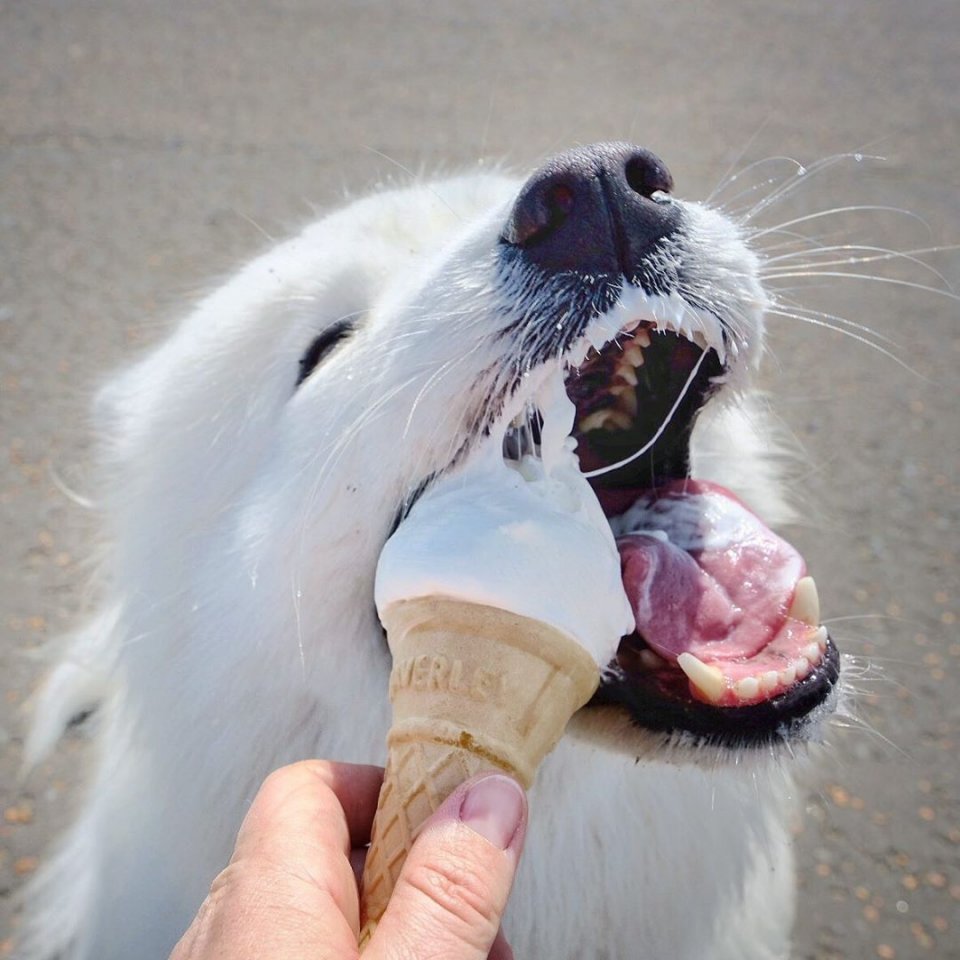 Счастливые самоеды, гуляющие по шотландским просторам - 6