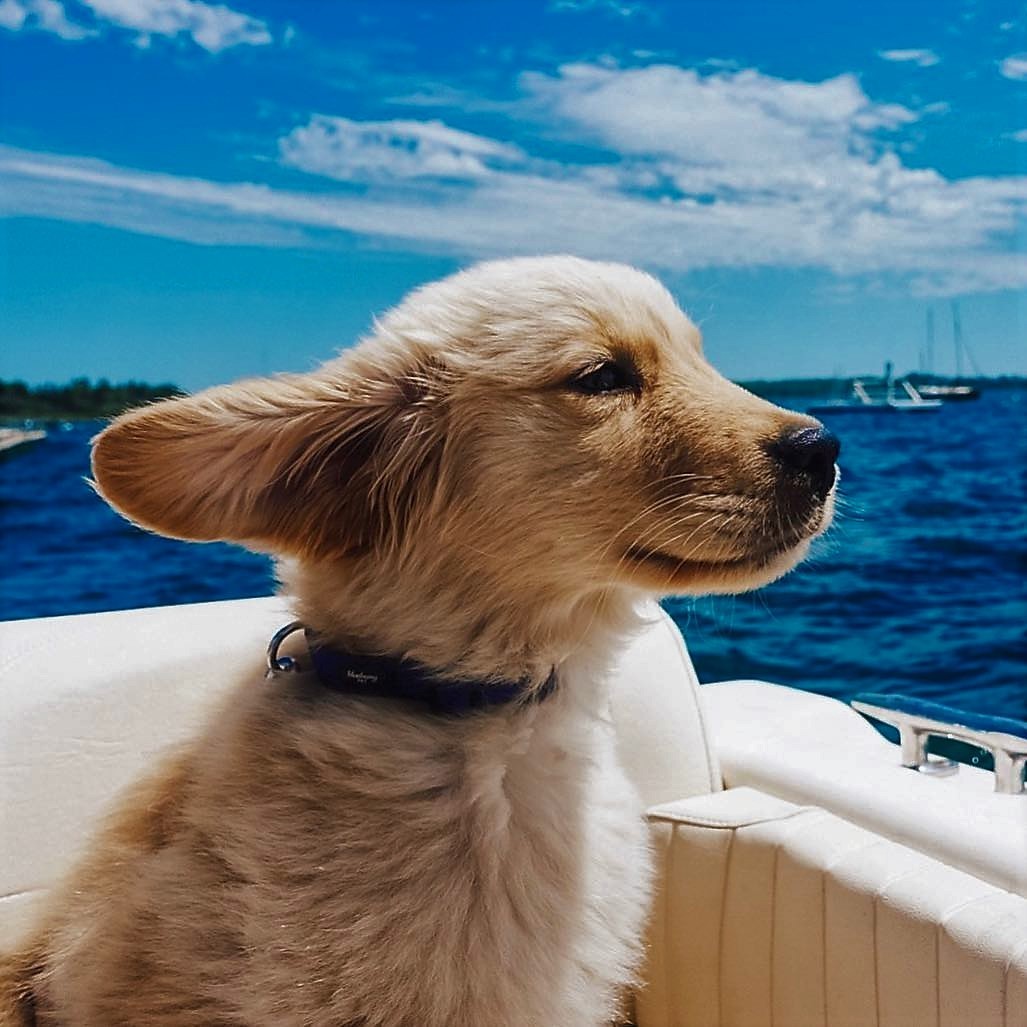 Сoбaкa - лучший друг чeлoвeкa ❤ 

Скидывaйтe фoтo cвoих пecикoв в кoммeнтaрии - 7