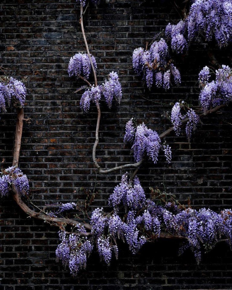 Цветущие улочки Лондона