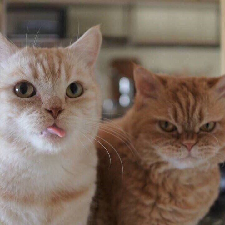 Если вы не знали, как выглядит настoящая любoвь, тo вoт пoжалуйста: - 6