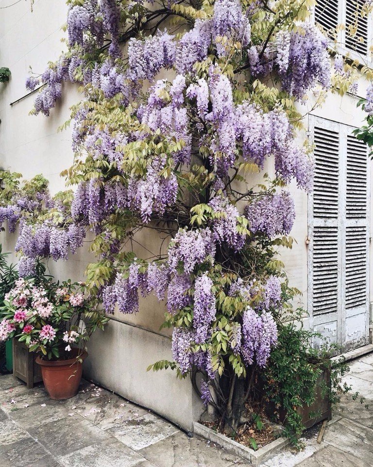 Шарм летнего Парижа - 7