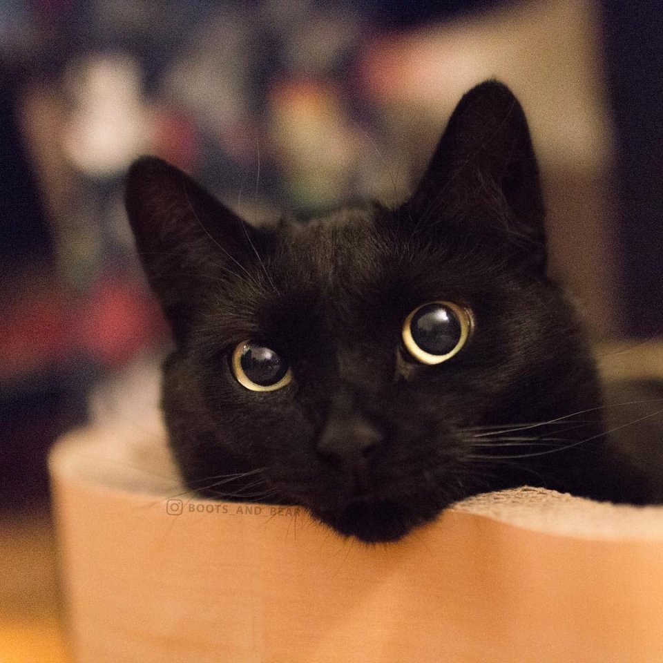 И кто вообще придумал, что черные коты приносят несчатье?
Только радость и только счастье! - 6