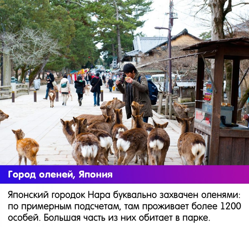 В каждой стране - своя атмосфера, свои голуби - 9