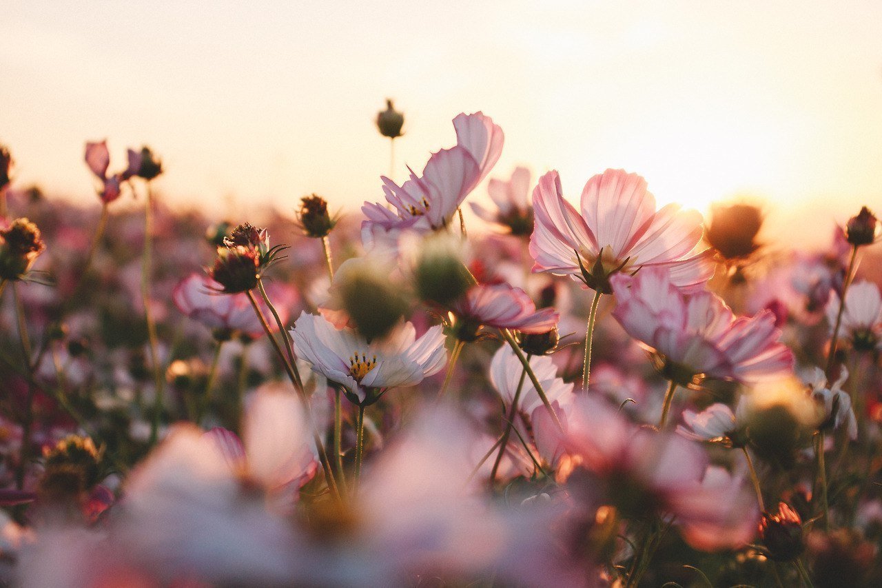 Цвети душа моя, цвети. - 8