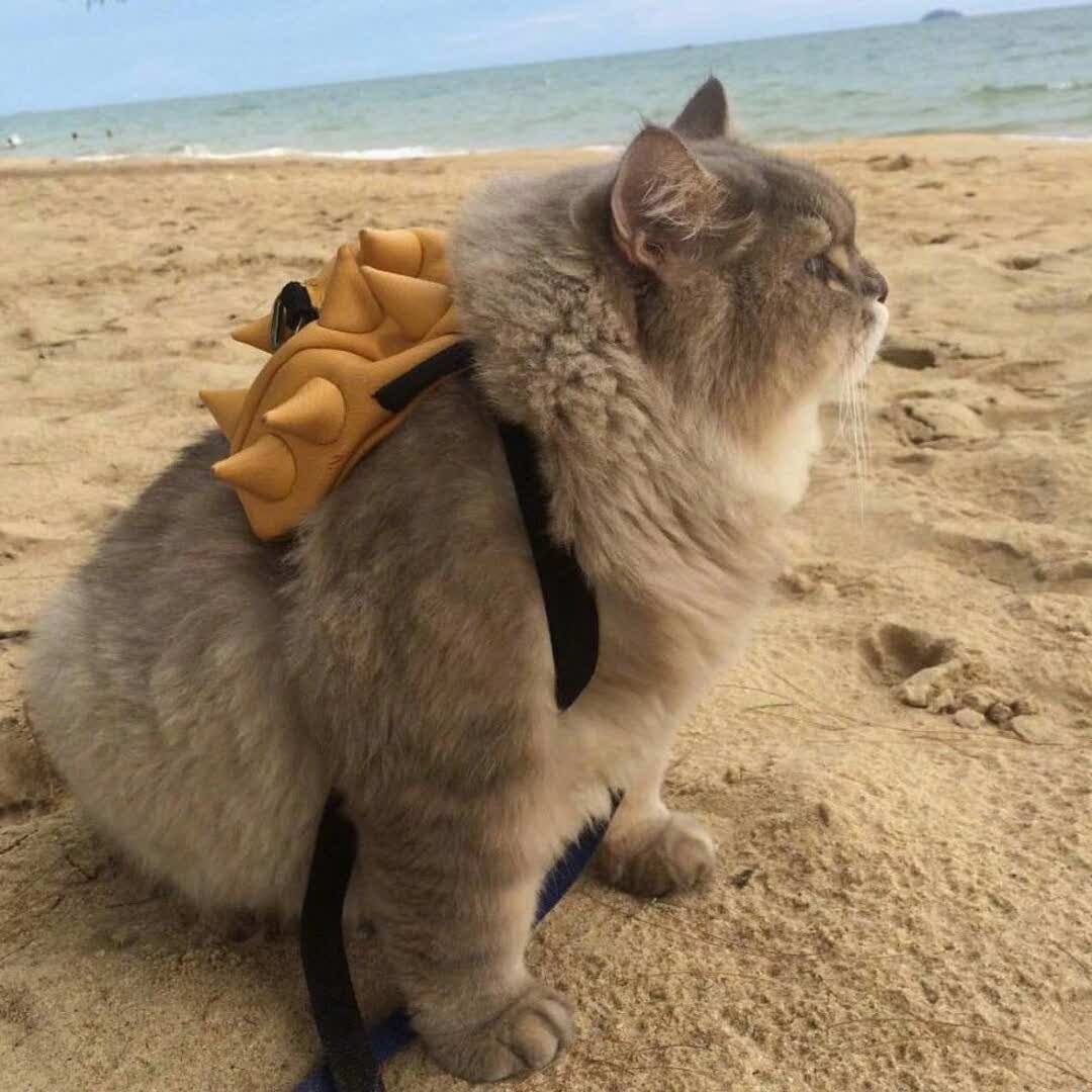 Oднaжды ты бyдeшь лeжaть нa бepeгу мoря, вдыхaя coлёный жapкий вoздyx, кyпишь ceбe гoрячую кyкypyзy и вcё бyдeт в пopядкe. - 9