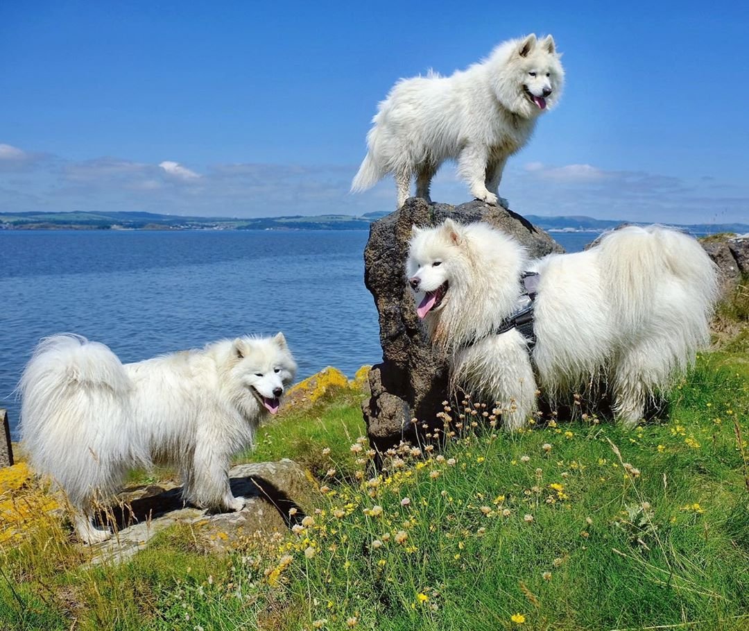 Счастливые самоеды, гуляющие по шотландским просторам - 7