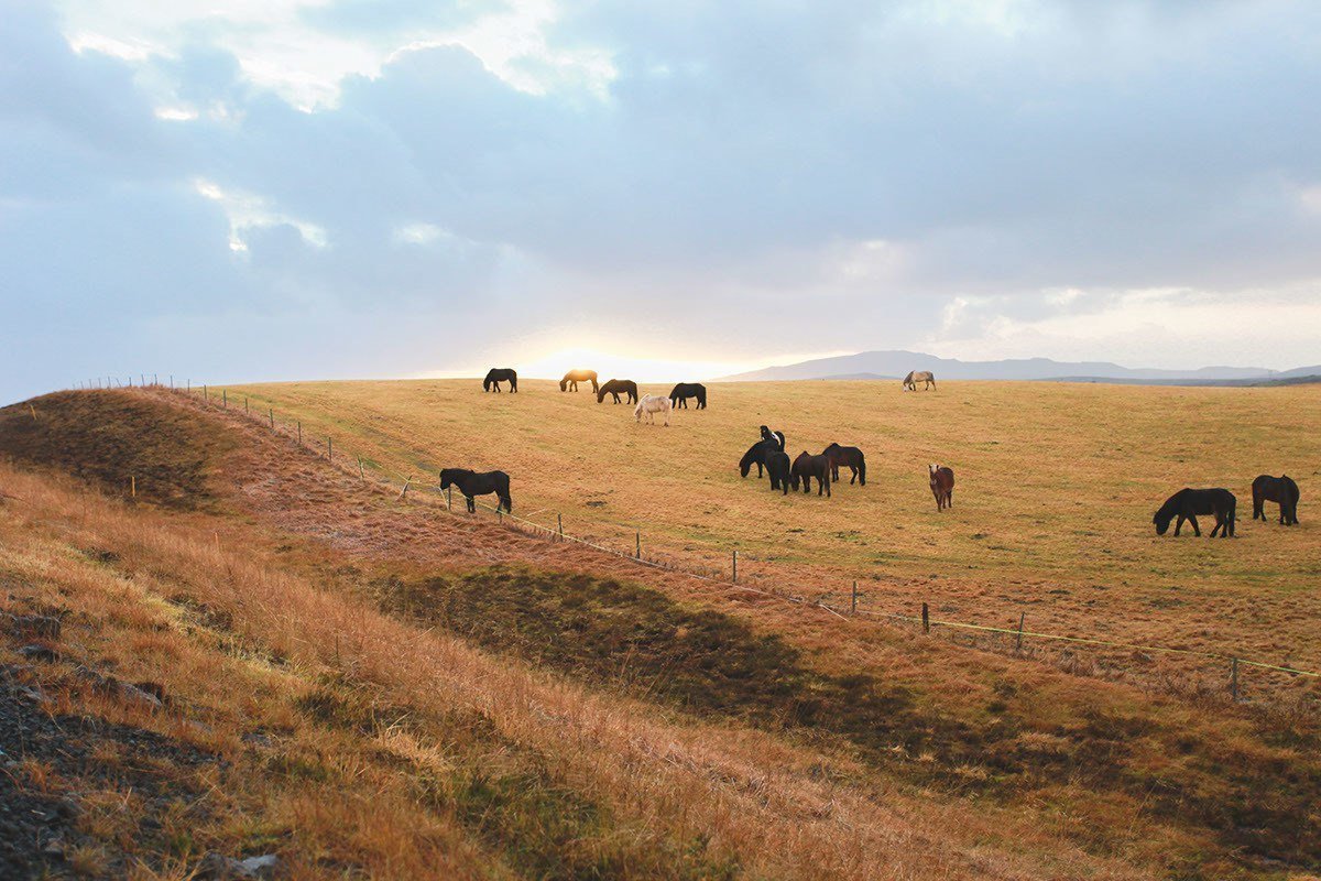 Дух свободы живет на просторах Исландии 