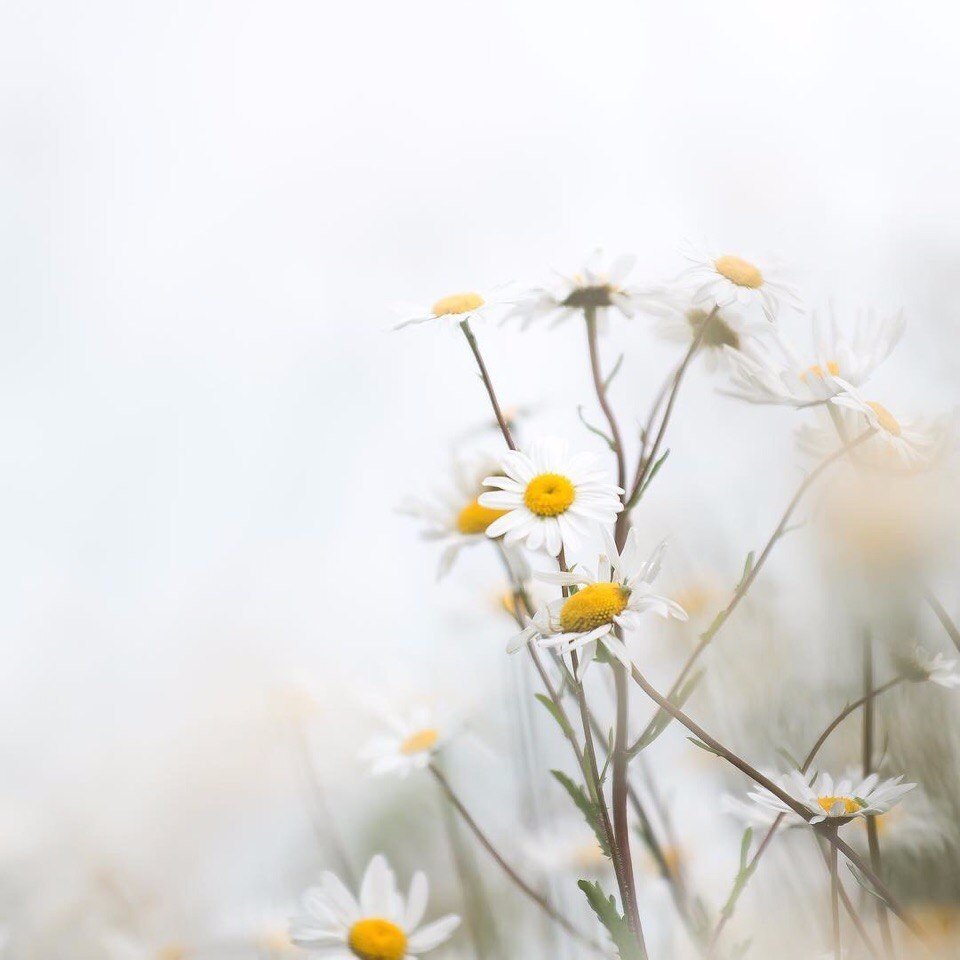 Летние поля, вы прекрасны!