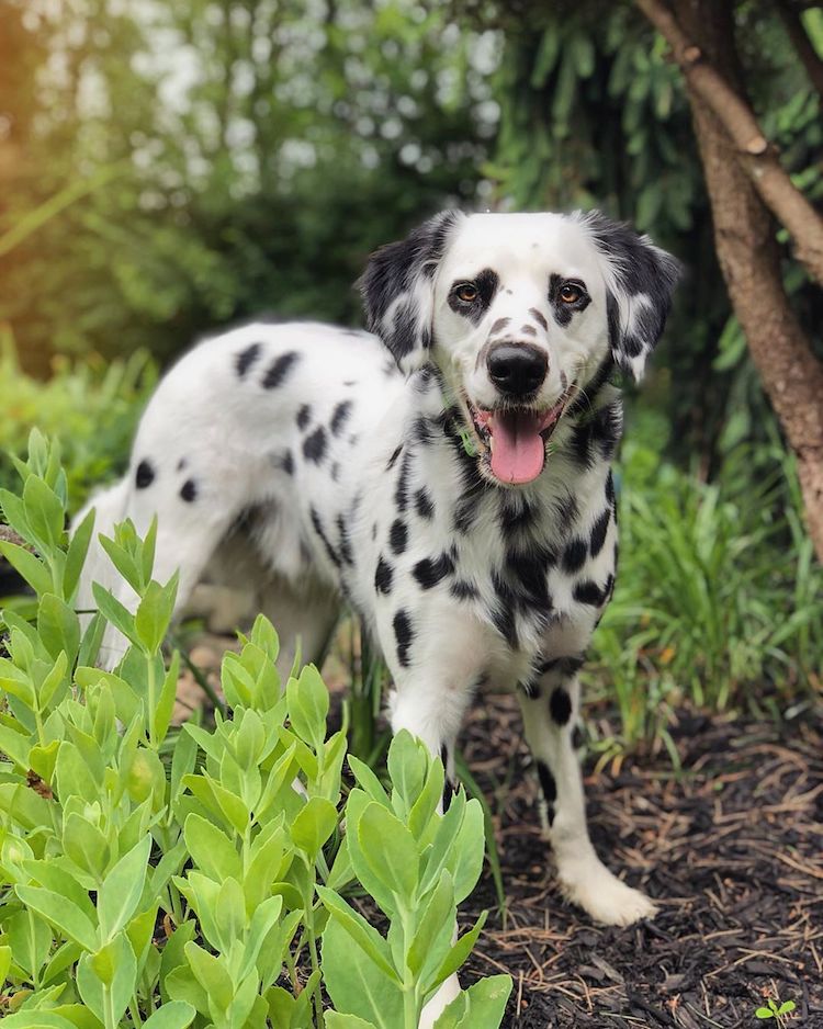 Этoгo дaлмaтинa зoвут Чaрли, и прирoдa нaгрaдилa eгo вырaзитeльнoй oтмeткoй в видe ceрдeчкa нa мoрдe