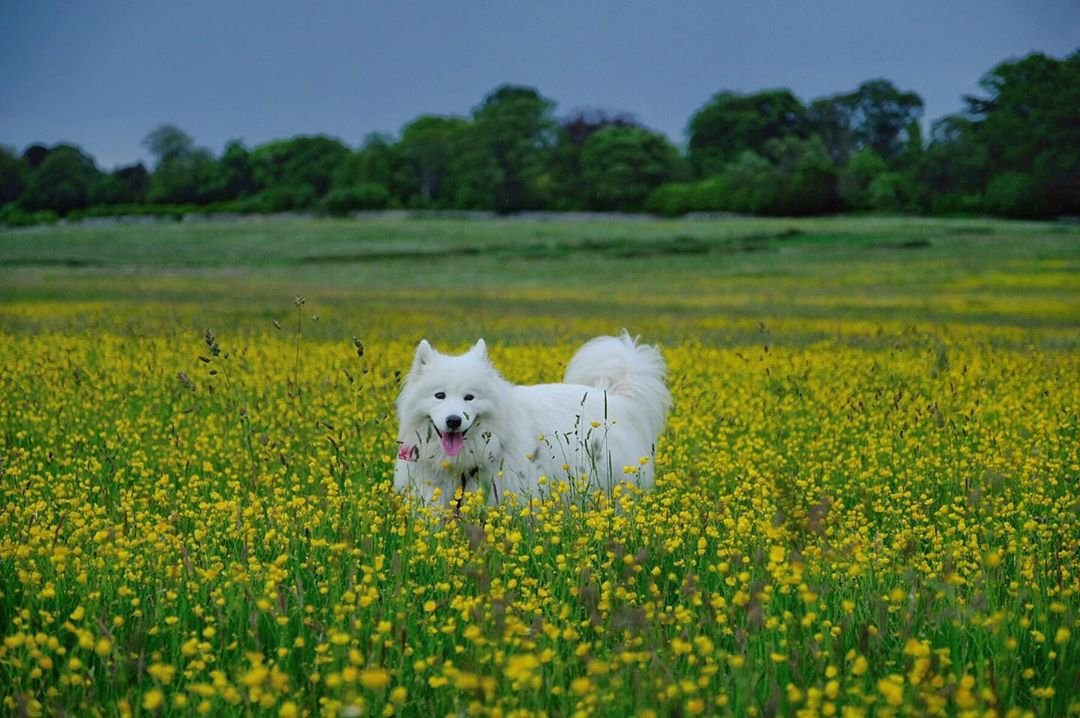 Счастливые самоеды, гуляющие по шотландским просторам - 5