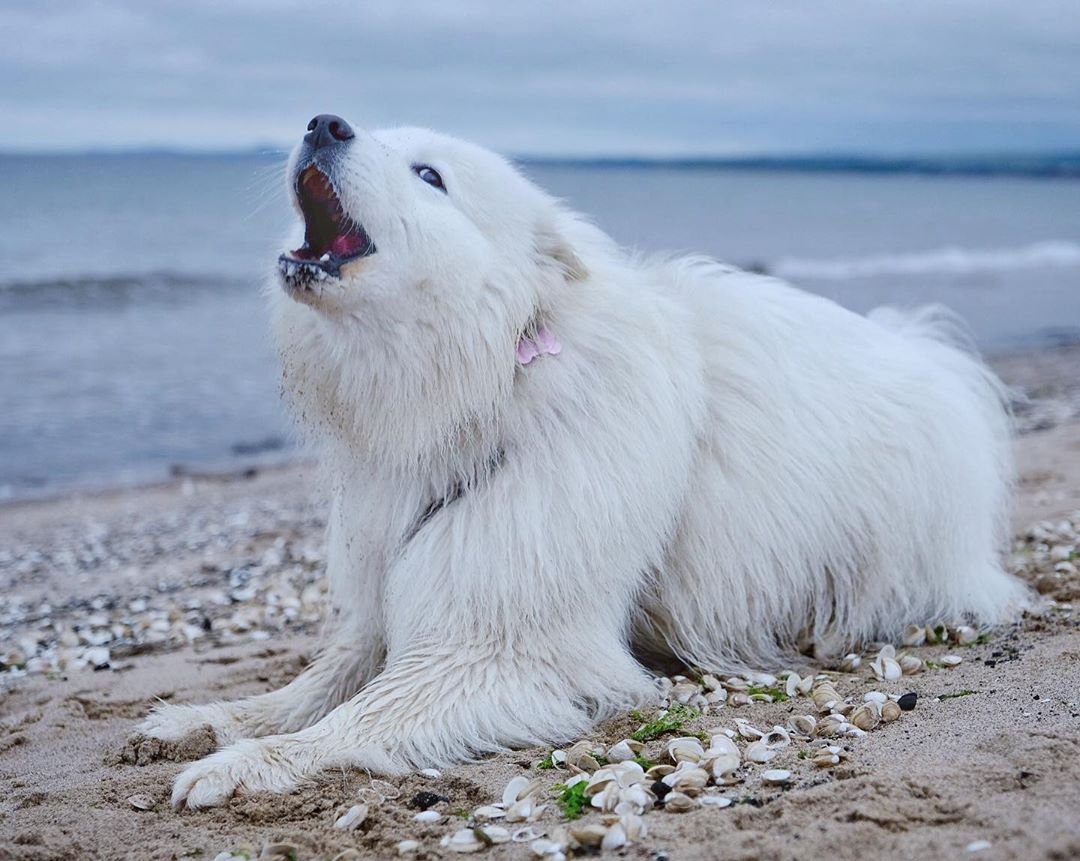 Счастливые самоеды, гуляющие по шотландским просторам - 9