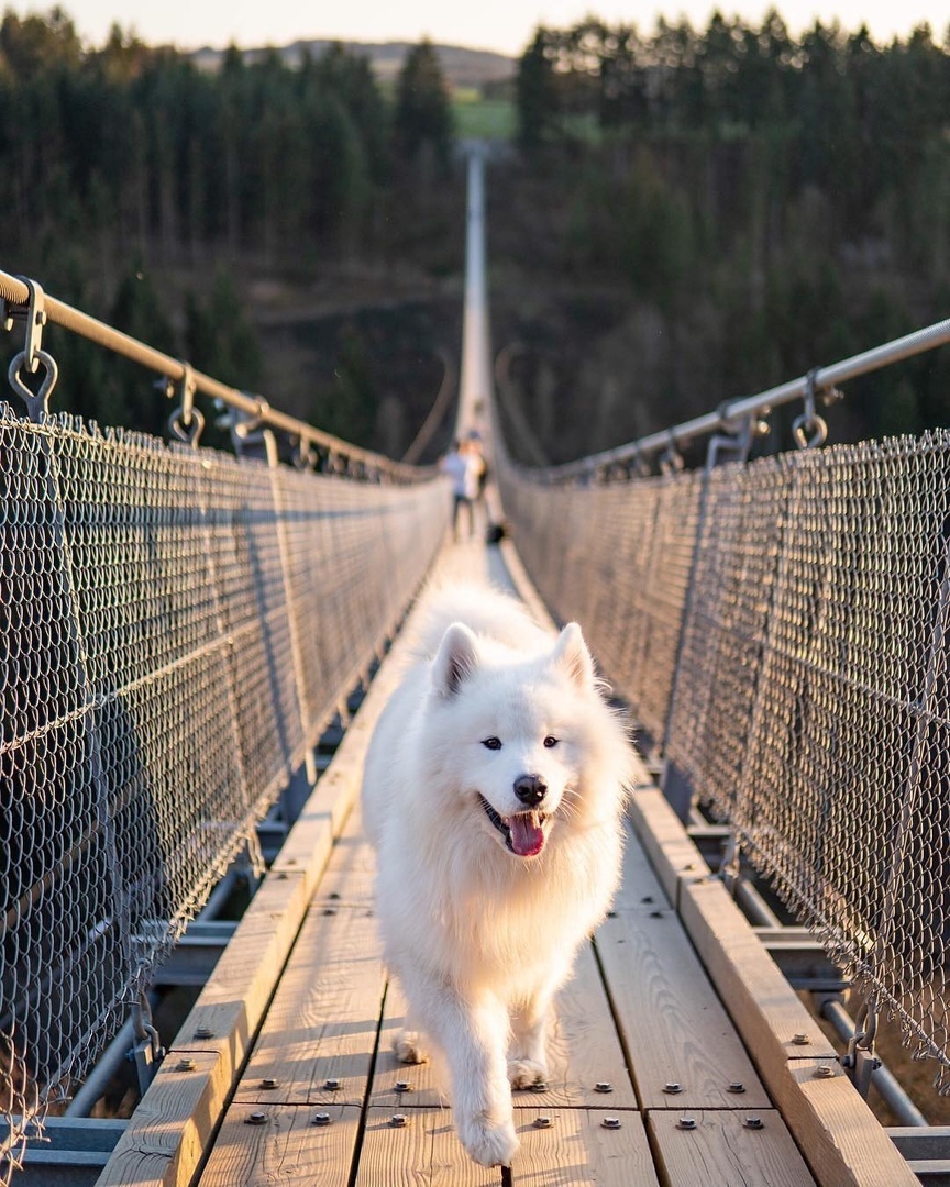 Тот момент, когда начинаешь завидовать собаке - 7