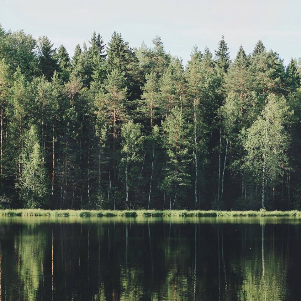 Очарование родного русского леса