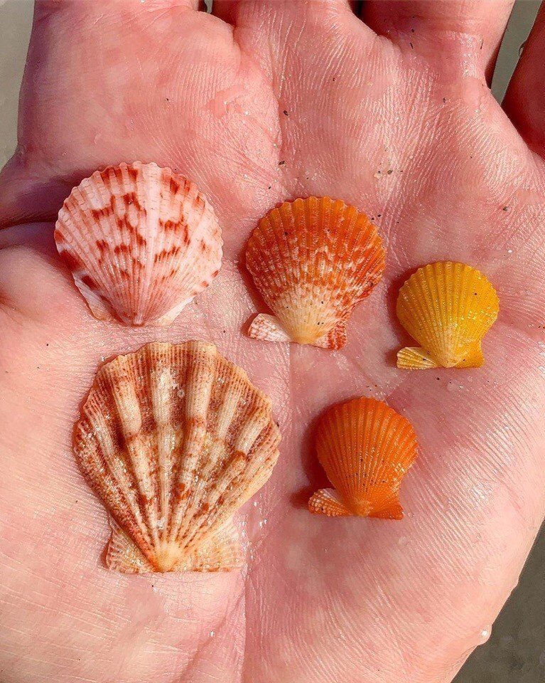 Дары моря - 5