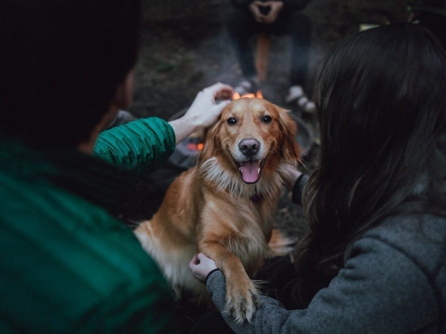 Срочно собирайте вещи и езжайте в лес, пока лето еще здесь - 7