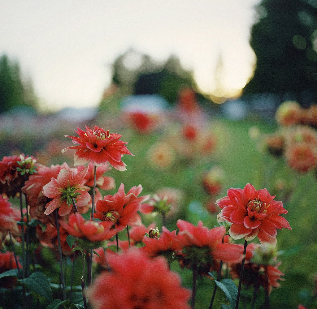 Цвети, душа моя, цвети