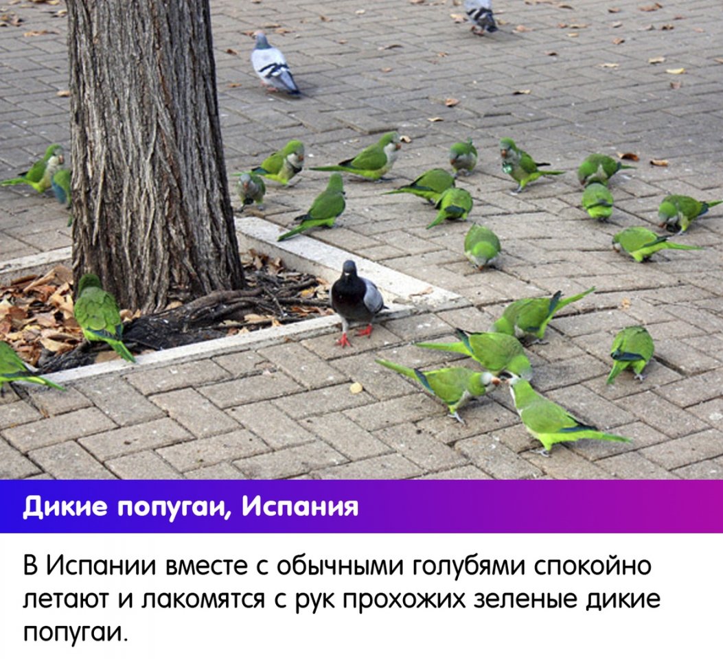 В каждой стране - своя атмосфера, свои голуби - 5