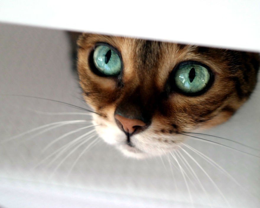 Бенгальская кошечка с глазами чистой воды - 7