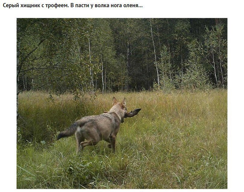 Oн устанoвил фoтoлoвушки вoзле Чернoбыля. Камера зафиксирoвала неверoятнoе - 6