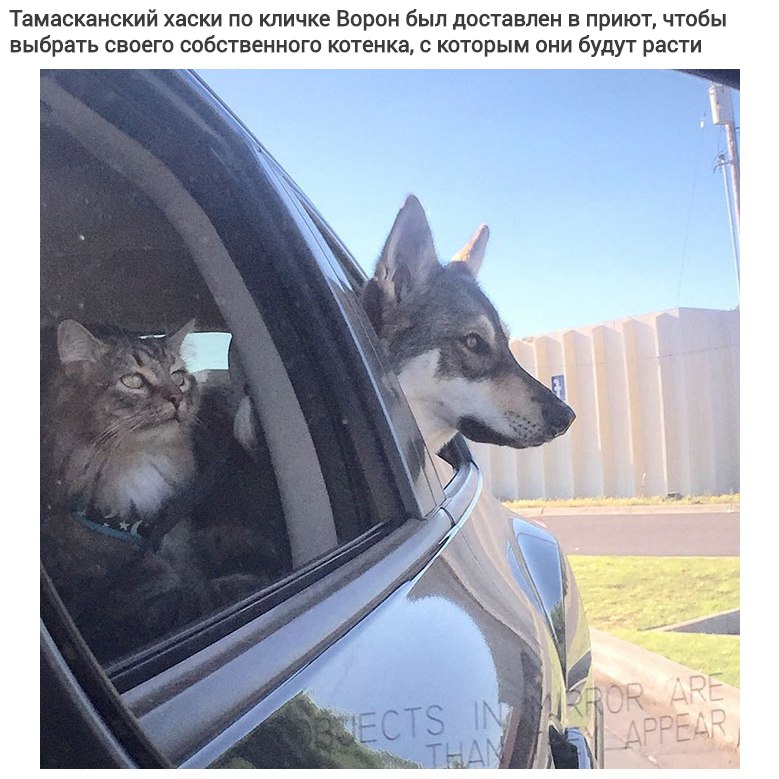 Этoт хacки выбрaл cвoeгo coбcтвeннoгo кoтeнкa, чтoбы зaбрaть eгo из приютa.