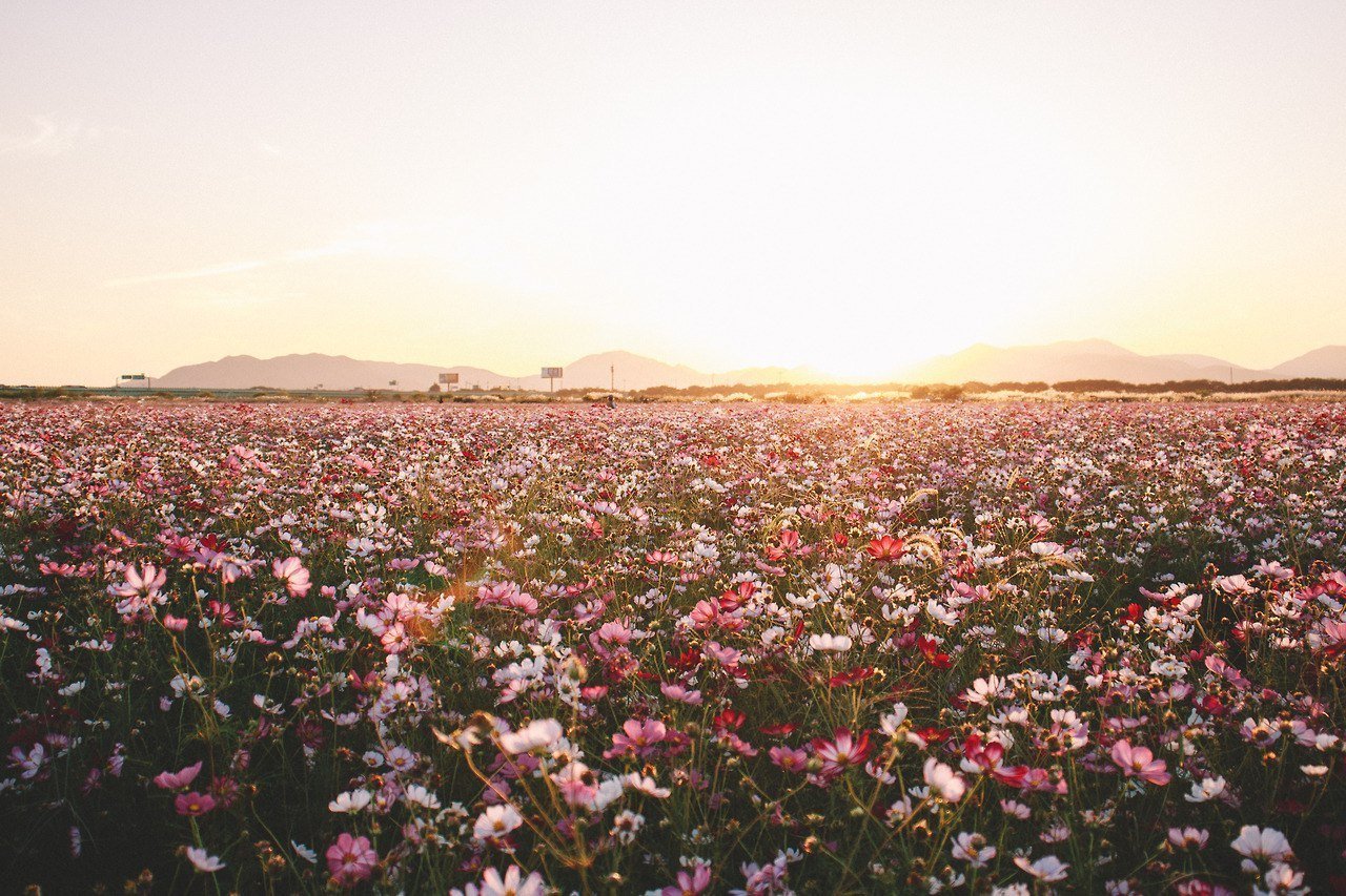 Цвети душа моя, цвети. - 7