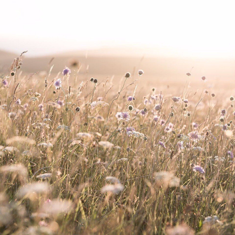 Летние поля, вы прекрасны! - 5