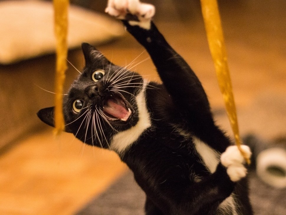 И кто вообще придумал, что черные коты приносят несчатье?
Только радость и только счастье! - 7