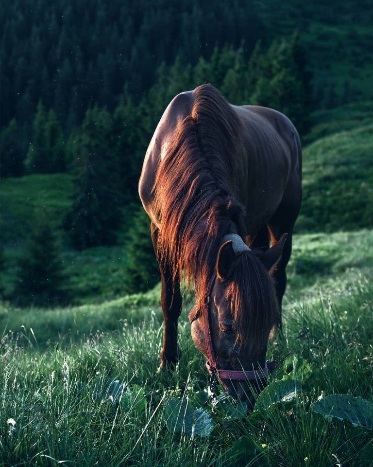 Приложите к моей душе лес и горы